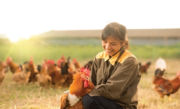 Giải pháp phát triển chăn nuôi: An toàn sinh học