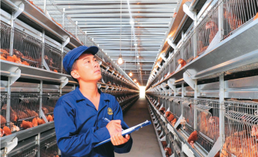 Ngành gia cầm nửa đầu năm 2025: Biến động mạnh