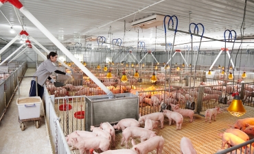 Phát triển kinh tế trang trại chăn nuôi: Hiệu quả, ít rủi ro