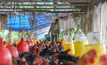 Chủ động bảo vệ đàn gia cầm trong mùa mưa