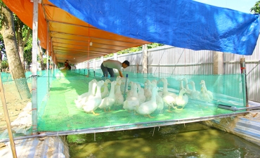 Tiềm năng từ mô hình nuôi ruồi lính đen kết hợp chăn nuôi