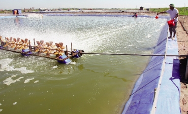 Chế phẩm sinh học xử lý nước bị nhiễm NH3