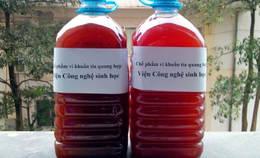 Chế phẩm vi khuẩn tía quang hợp không lưu huỳnh