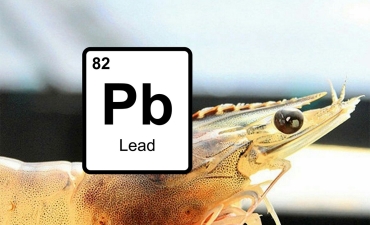 Tác động của chì đối với gan tụy tôm thẻ