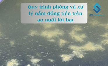 Quy trình phòng và xử lý nấm đồng tiền trên ao nuôi lót bạt