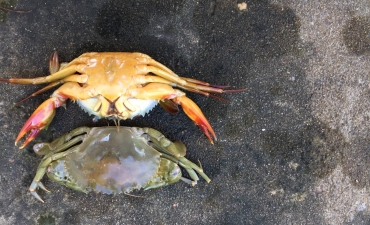 Bệnh do virus trên cua (Scylla spp.)