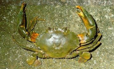 Ninh Bình: Trình diễn mô hình nuôi cua biển sử dụng chế phẩm sinh học