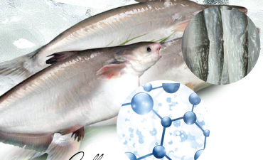 Tách chiết collagen từ da cá tra: Lọc triệu đô từ ‘phế phẩm’