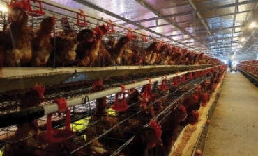 Chống nóng cho gà mùa hè