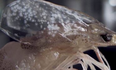 PHÂN BIỆT ĐỐM TRẮNG TRÊN TÔM DO VI-RÚT, VI KHUẨN  VÀ MÔI TRƯỜNG