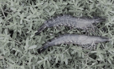 Liên quan giữa vi bào tử trùng và bệnh do Vibrio