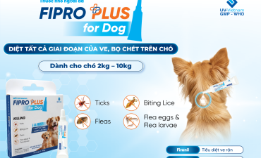 NHỮNG ĐIỀU CẦN BIẾT VỀ VE, RẬN, BỌ CHÉT TRÊN CHÓ 