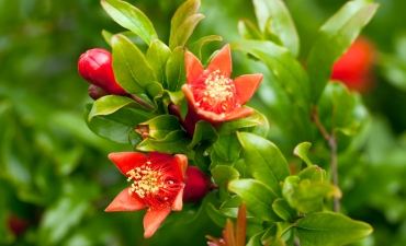 Tác dụng của chất chiết lá lựu đối với bệnh gan thận mủ