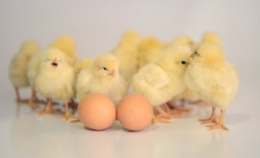 Chất lượng gà con một ngày tuổi