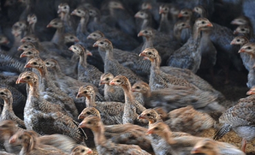 Dễ như nuôi gà sao