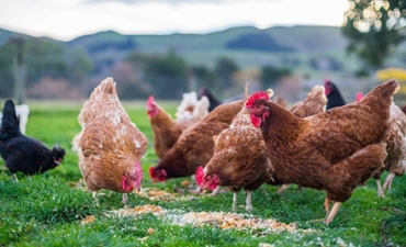 5 nguyên liệu khẩu phần giúp giảm chi phí thức ăn