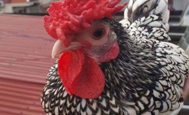 Chủ nuôi tiết lộ sự thật về gà vảy cá “mỹ kê” giá 5 triệu đ/con