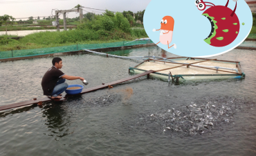 Gia tăng các gen kháng kháng sinh trong nuôi thủy sản tuần hoàn