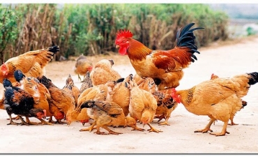 Bình Thuận: Gia cầm tăng giá trở lại