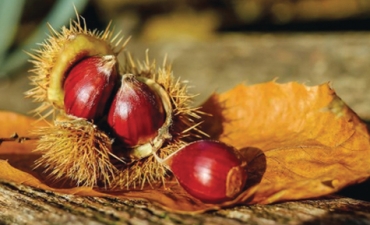 Chiết xuất gỗ hạt dẻ trong chăn nuôi gia cầm