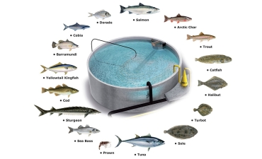 Vì sao RAS vẫn thất bại?