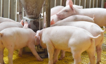 Bến Tre: Ngành chăn nuôi của tỉnh đang dần phục hồi