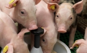 Chất làm ngọt nhân tạo có lợi cho hệ vi sinh đường ruột ruột ở lợn