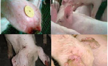 Hội chứng hoại tử tai ở lợn