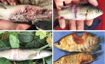 Hội chứng lở loét ở Cá  Epizootic Ulcerative Syndrome (EUS)