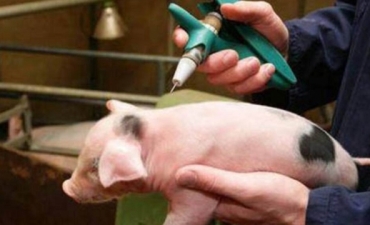 Sử dụng Vaccine trong chăn nuôi: Tự tin vượt dịch