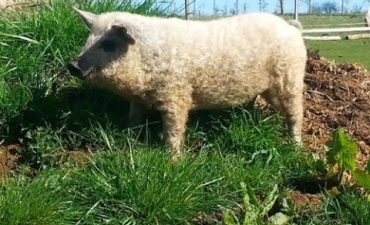 Giống lợn lông xù quý hiếm