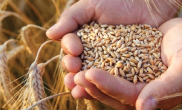 Cám lúa mì lên men nâng cao năng suất của gà thịt