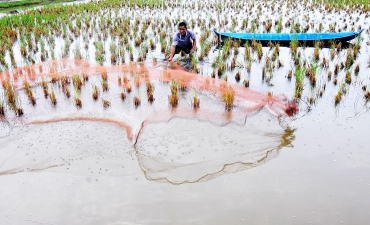 Thức ăn tự nhiên trong mô hình tôm-lúa: Đủ hay không?