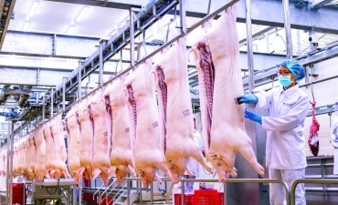 Giữ tổng đàn 31 triệu con, không lo thiếu thịt heo dịp tết