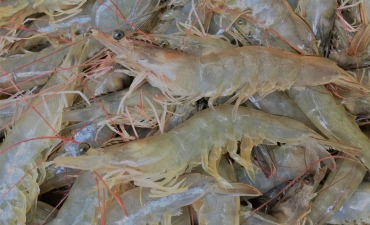 Đẩy nhanh thu hoạch khi nuôi tôm với chất kích thích miễn dịch