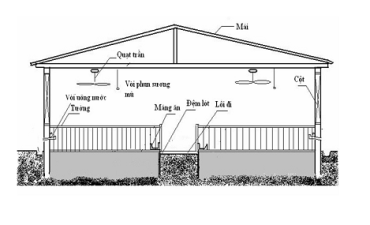  Mô hình chuẩn nuôi heo sử dụng đệm lót sinh học