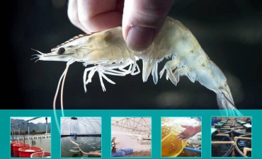 5 mô hình nuôi tôm tiên tiến khả thi hiện nay