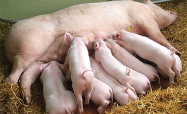 Phương pháp kích thích cho heo hậu bị lên giống