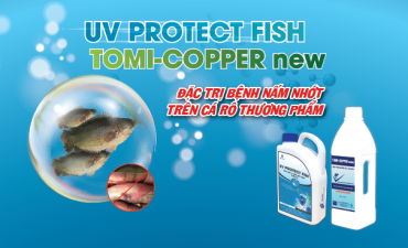 Quy trình điều trị nấm nhớt trên cá rô