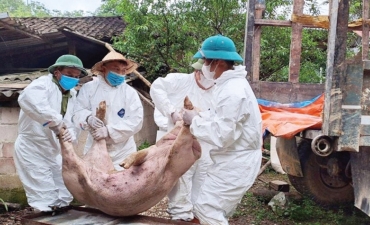 Những điểm sáng trong phòng, chống dịch tả lợn Châu Phi