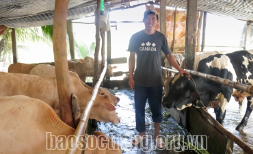 Thu nhập tốt nhờ nuôi bò sinh sản kết hợp bò vỗ béo