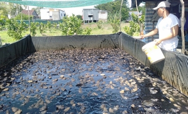 Thu 1 lần 7 – 8 tấn ếch, tiền về túi kha khá