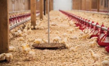 Lưu ý chế độ ăn cho gia cầm mùa nóng