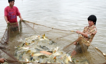 Nhiều lợi ích nhờ nuôi xen ghép