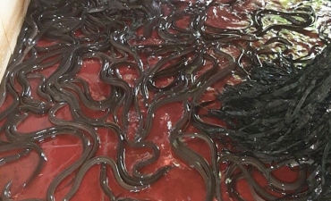 Nuôi lươn, cá lóc trong bể sạch: Tưởng nuôi chơi mà ăn thật!