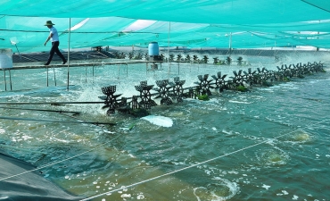 Việt Nam lần đầu tiên có trung tâm công nghiệp tôm
