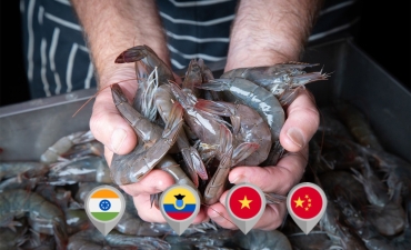 Nhìn lại con tôm hiện nay, ai cũng loay hoay!