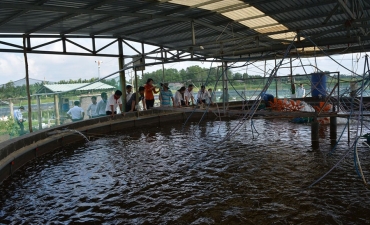 Long An: Nuôi tôm công nghệ cao trong bể trên cạn, sau gần 3 tháng bắt được 4 tấn