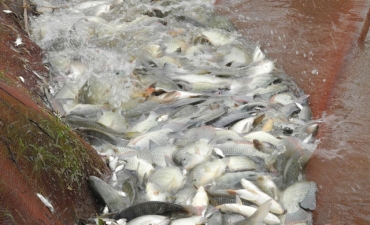 Bắc Ninh: Nghề nuôi trồng thủy sản ngày càng phát triển