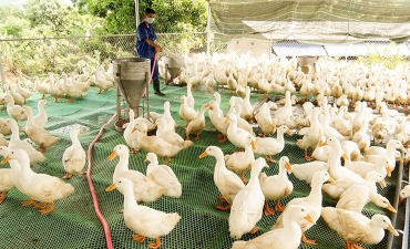 Nuôi vịt trên sàn lưới, rút ngắn thời gian, hạn chế dịch bệnh